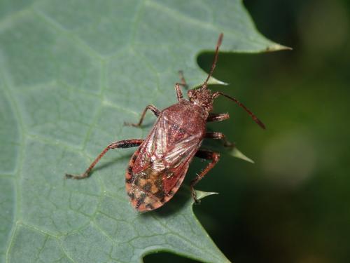 Stictopleurus sp.